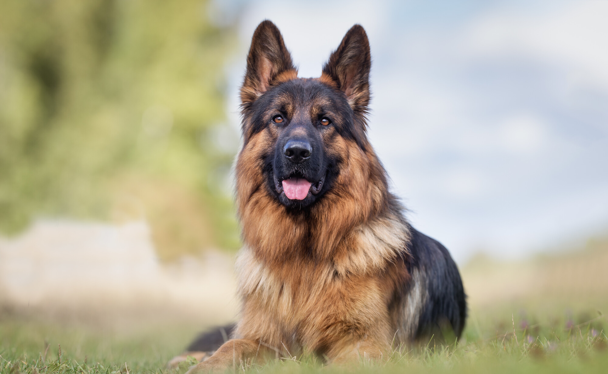 Servizio di ritiro a domicilio per animali