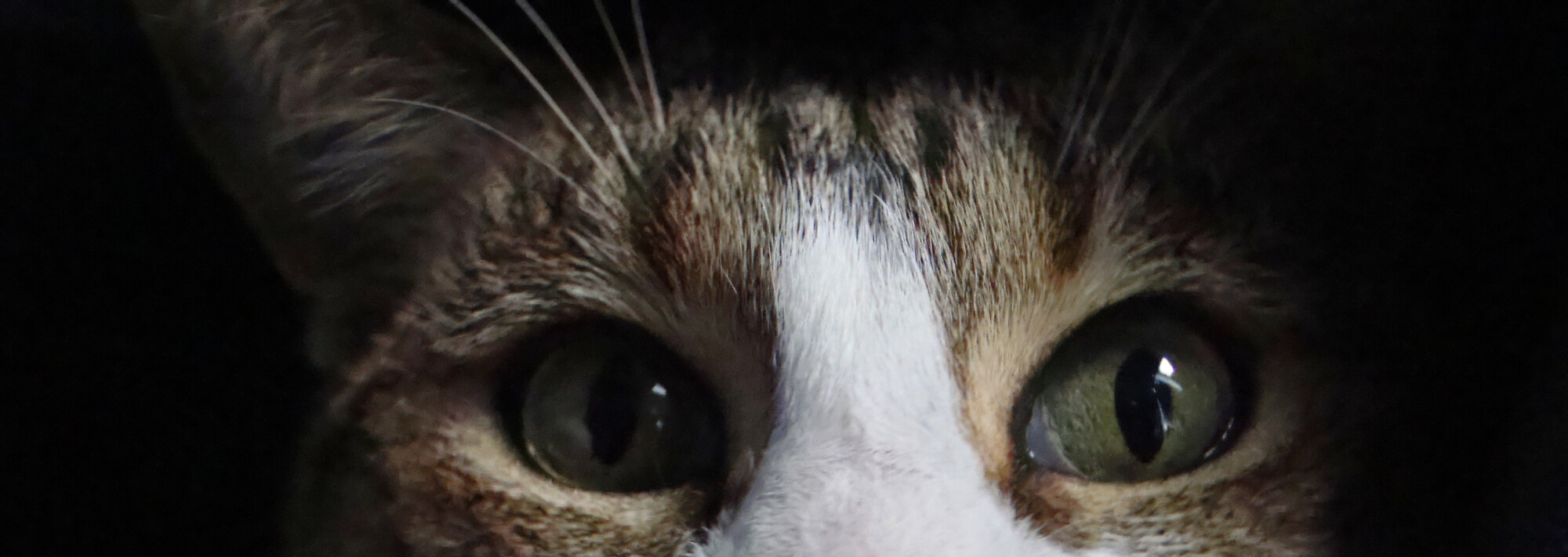 Cerimonia di commiato per animali